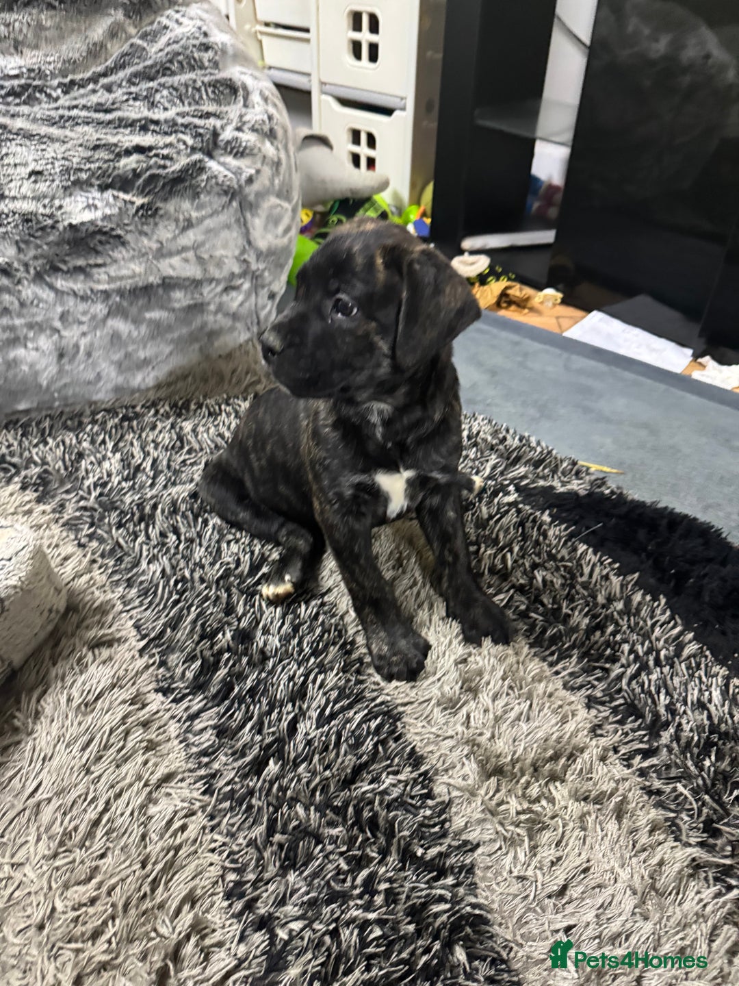 Mixed Breed dogs for sale: American Staff x Bullmastiff Pups  - Advert 31