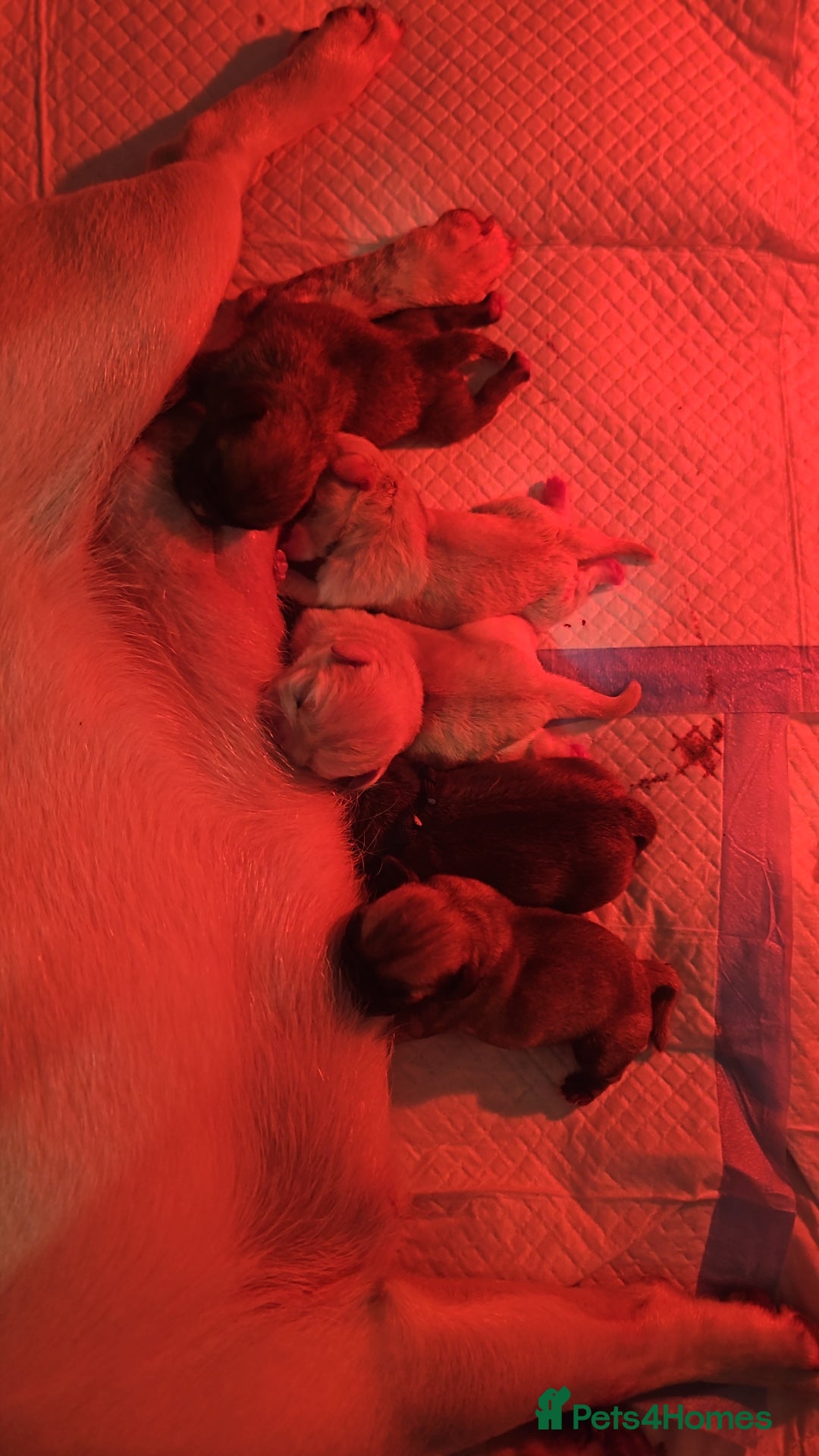 Pug dogs for sale: Pug puppies 2 Boys and 1 girl still available.  - Advert 3