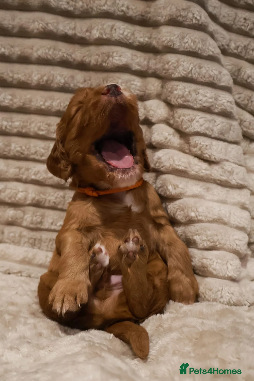 Cocker Spaniel dogs for sale: Cocker Spaniel Puppies - Advert 11