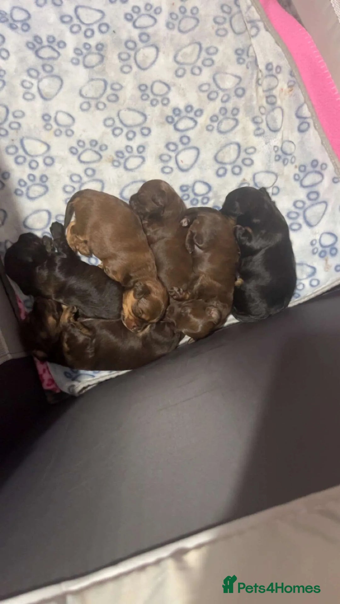 Mixed Breed dogs for sale: Cockapoo Mix Puppies - Advert 3