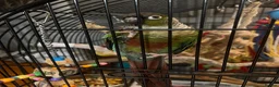 Conures birds for sale: Male conure in Wirral - Advert 2