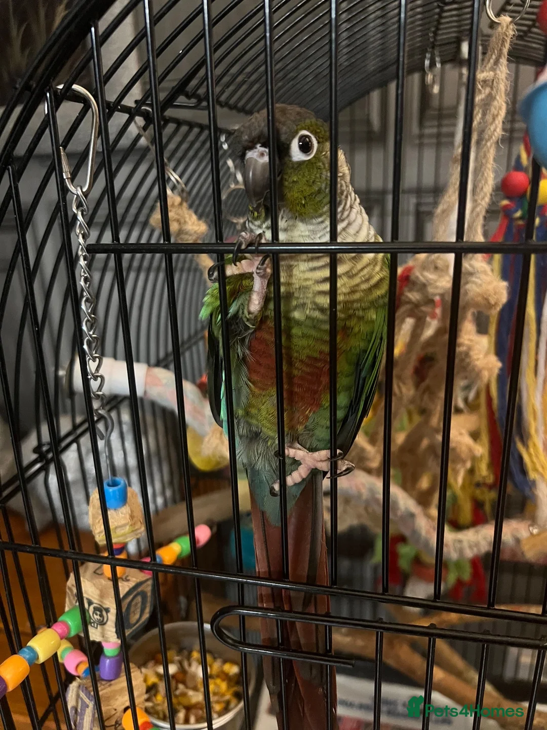 Conures birds for sale: Male conure in Wirral - Advert 2