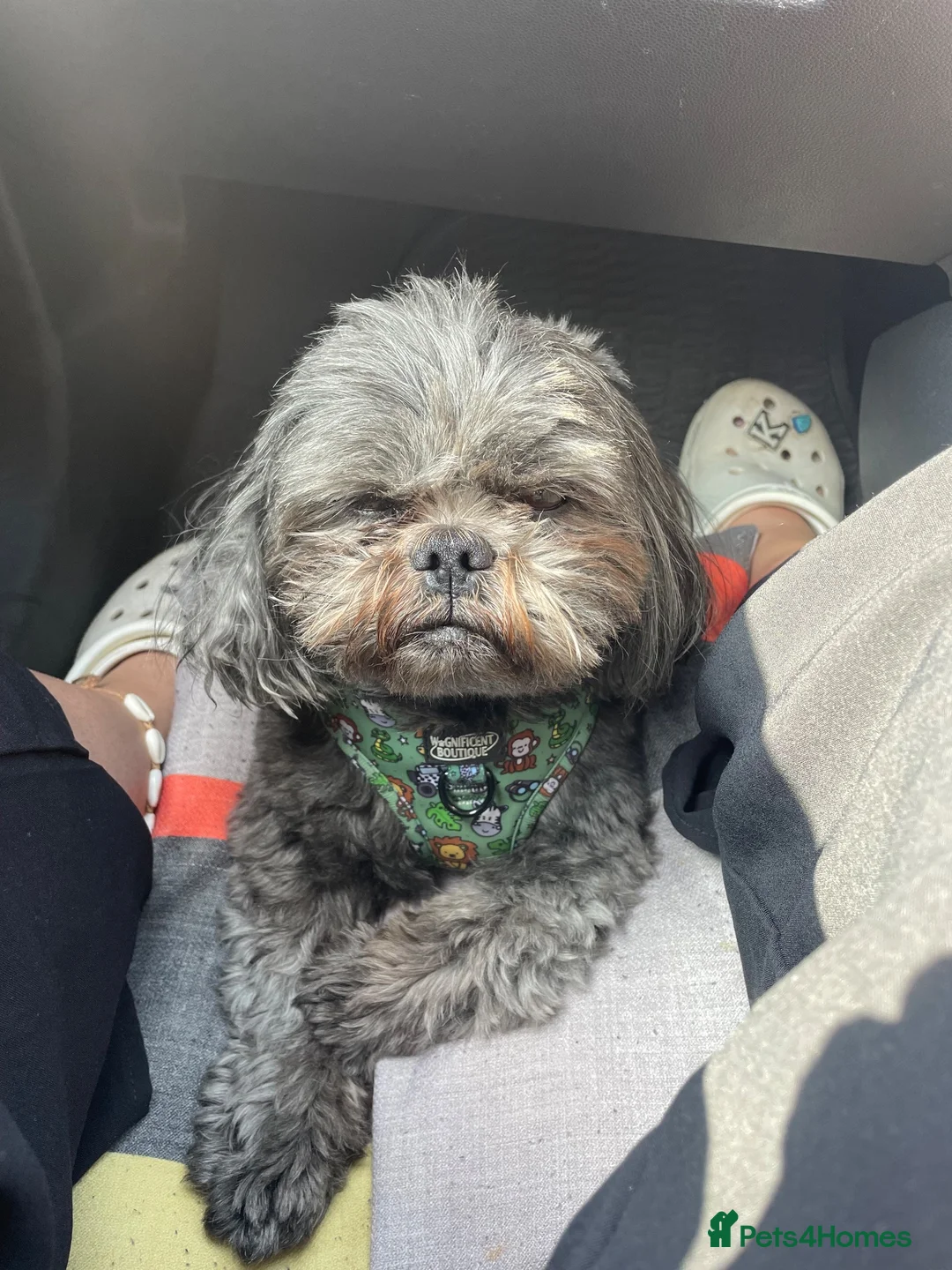 Mixed Breed dogs for stud: AVAILABLE FOR STUD NOT FOR SALE - Advert 4
