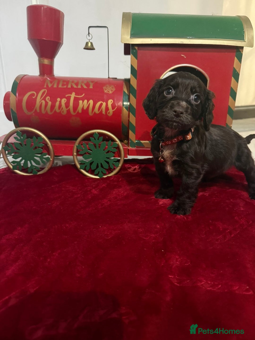 Cocker Spaniel dogs for sale: Working Cocker Spaniel Puppies - Advert 7