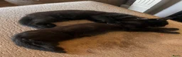 Mixed Breed cats for sale: six beautiful black kittens - Advert 5