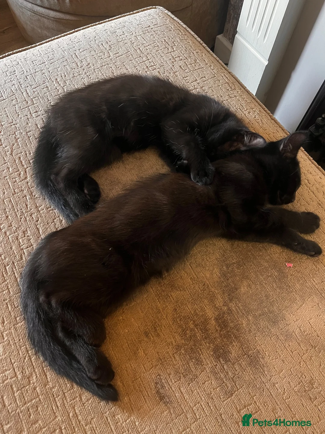 Mixed Breed cats for sale: six beautiful black kittens - Advert 5