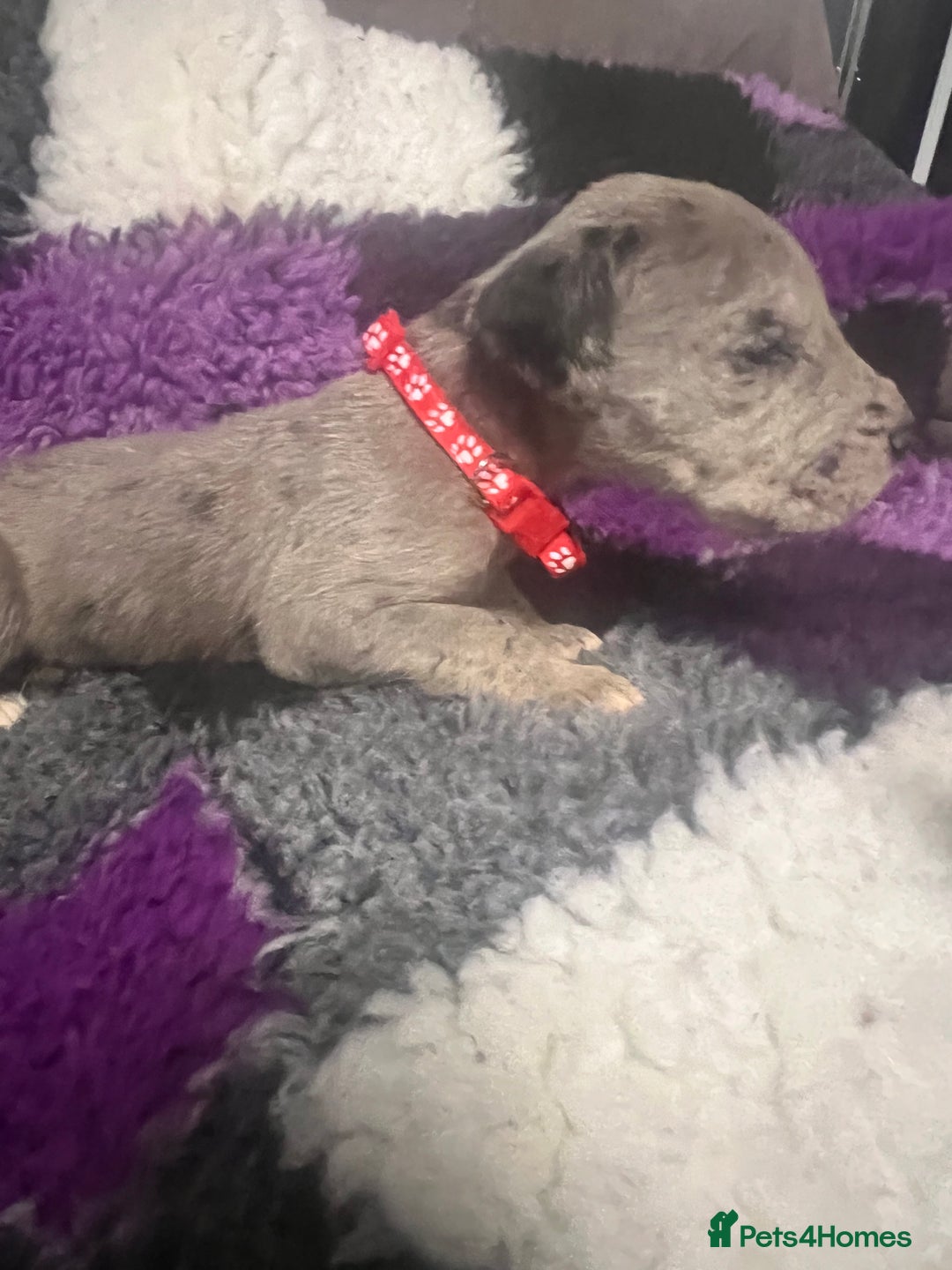 Great Dane dogs for sale: OUTSTANDING PURE BRED GREAT DANE PUPPIES FOR SALE - Image 9