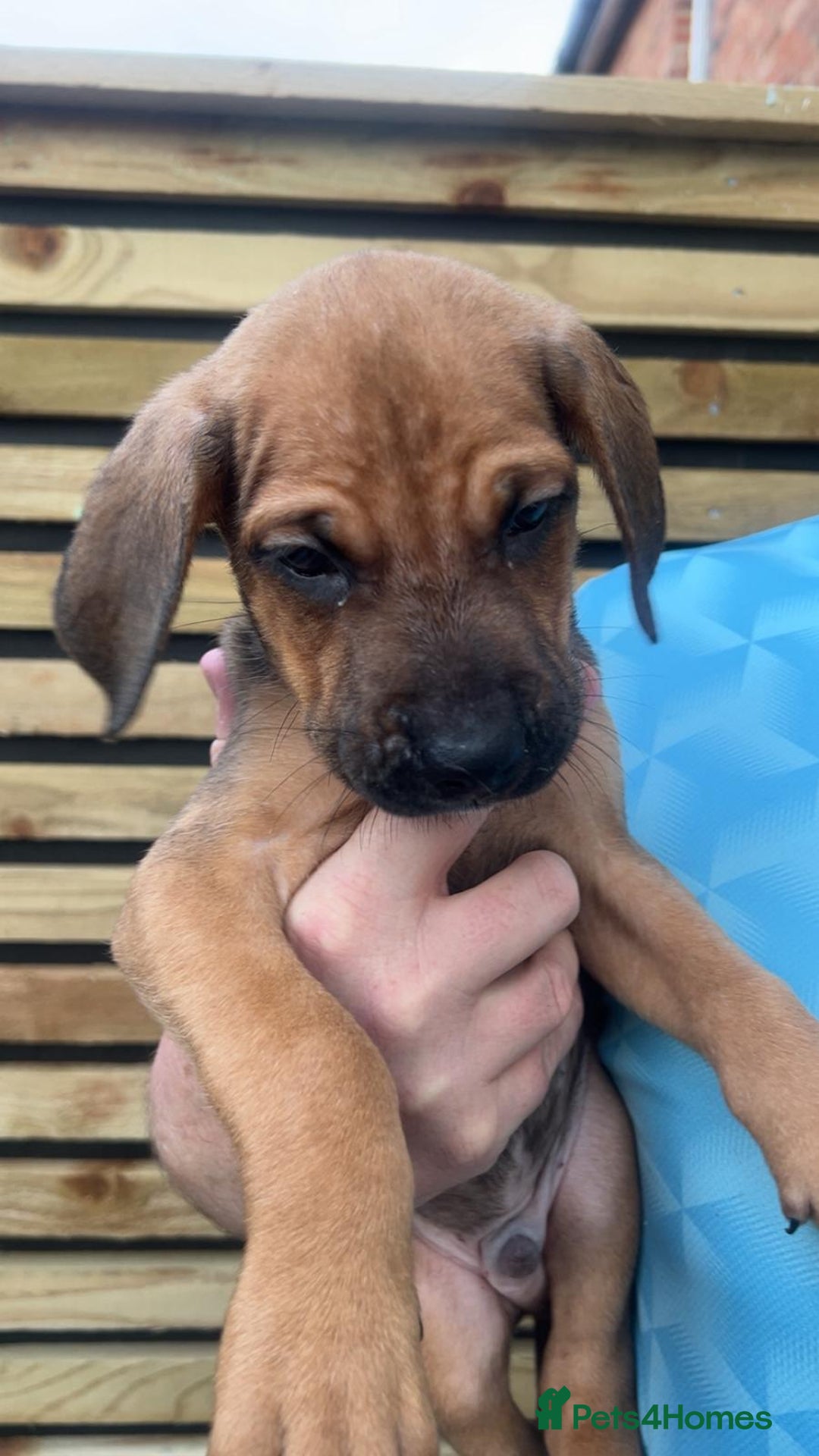 Mixed Breed dogs for sale: cane corso x doberman pups - Image 5