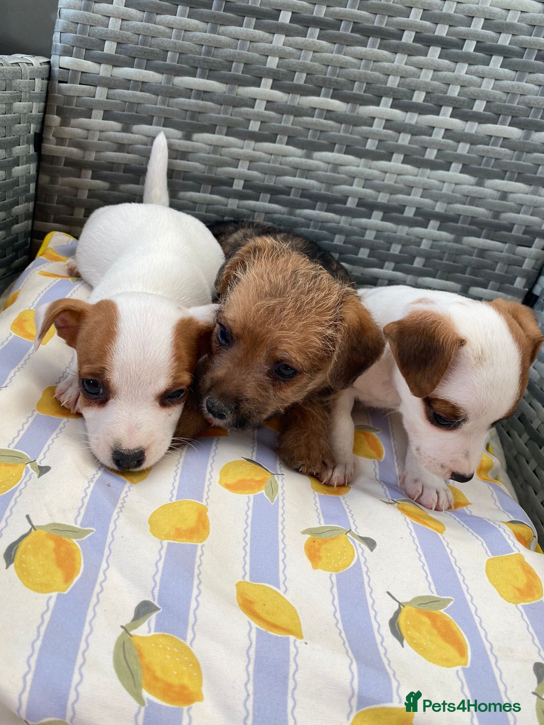 Jack Russell dogs for sale: Miniature Jack Russell puppies - Image 9