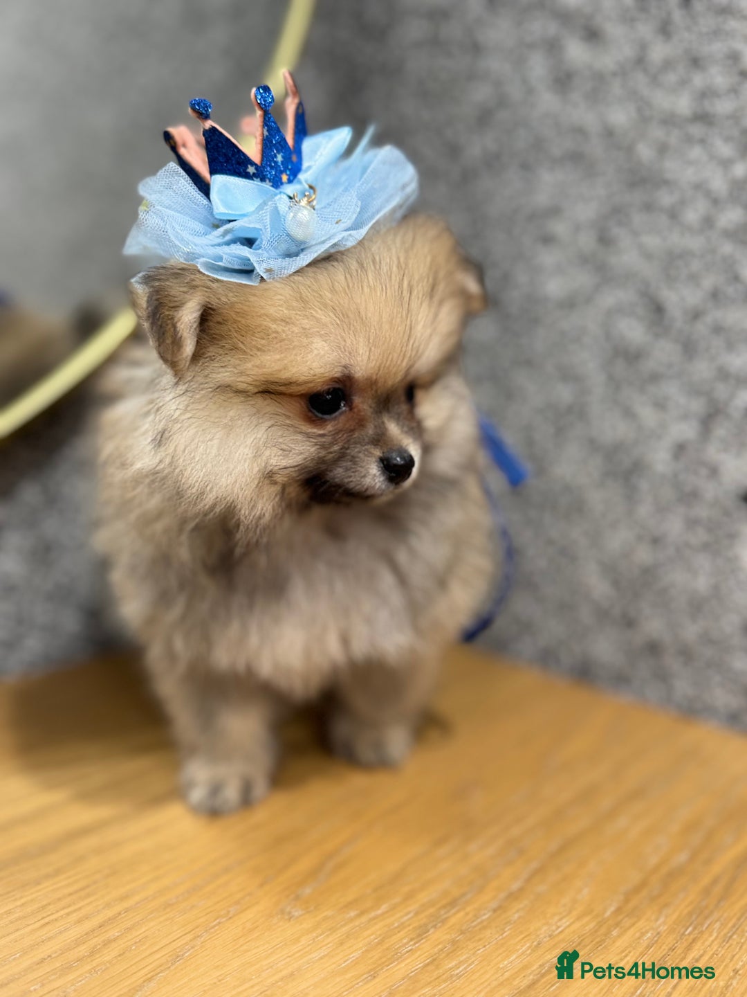 Pomeranian dogs for sale: Kc Registered last boy,ready to go! - Advert 10