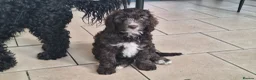 Cockapoo dogs for sale: Three beautiful cockapoo boys - Advert 3