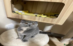 British Shorthair cats for sale: Adorable GCCF registered BSH kittens - Image 12