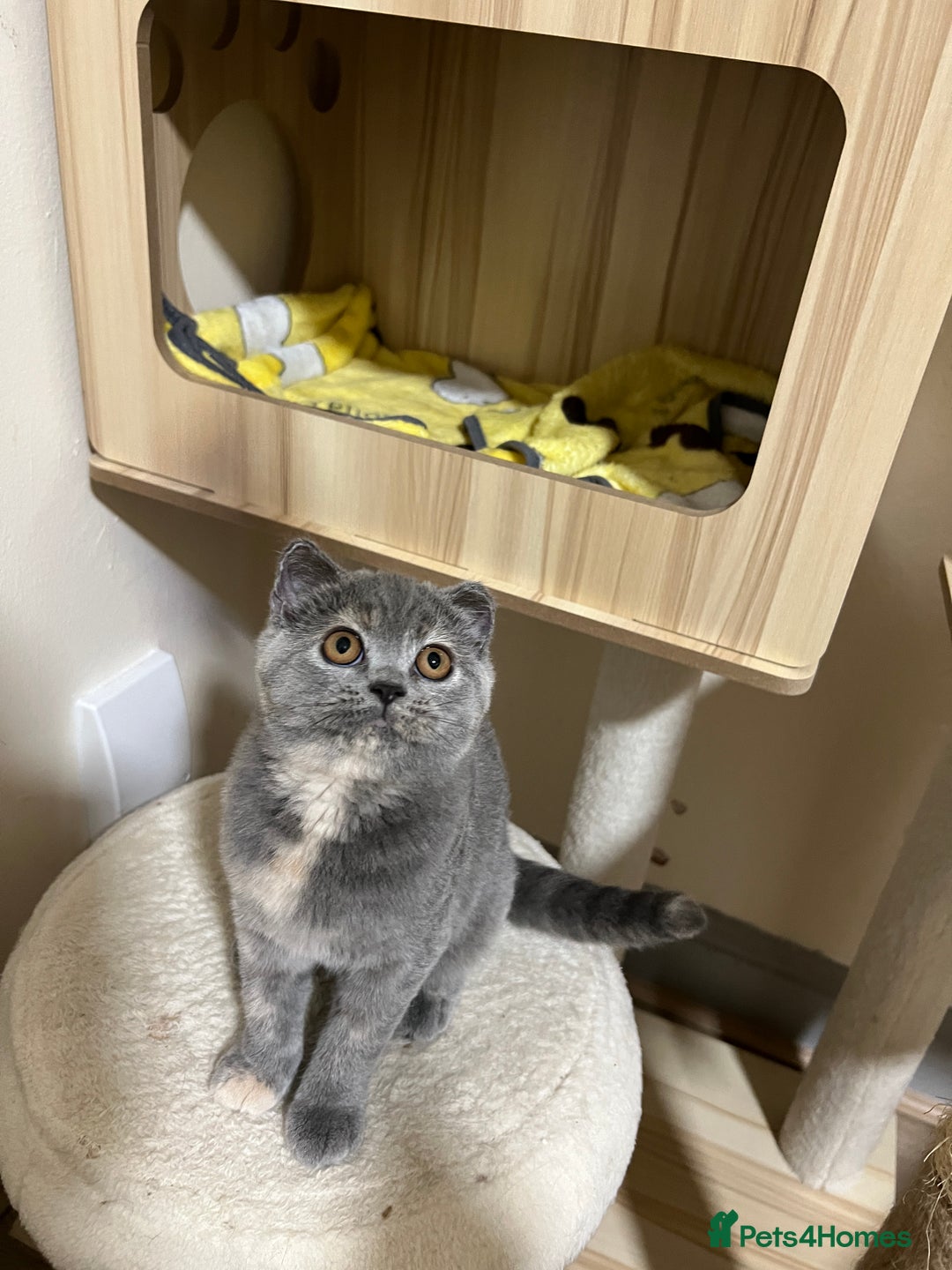 British Shorthair cats for sale: Adorable GCCF registered BSH kittens - Image 12