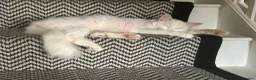 Mixed Breed cats for sale: Two sweet male kittens - Advert 1
