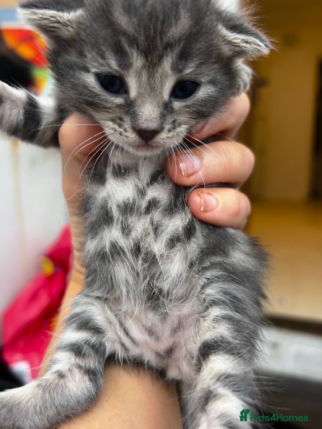 Bengal cats for sale: Bengal cross kittens  - Image 8