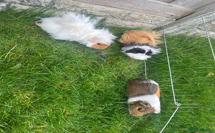 Guinea Pig rodents - Advert 1