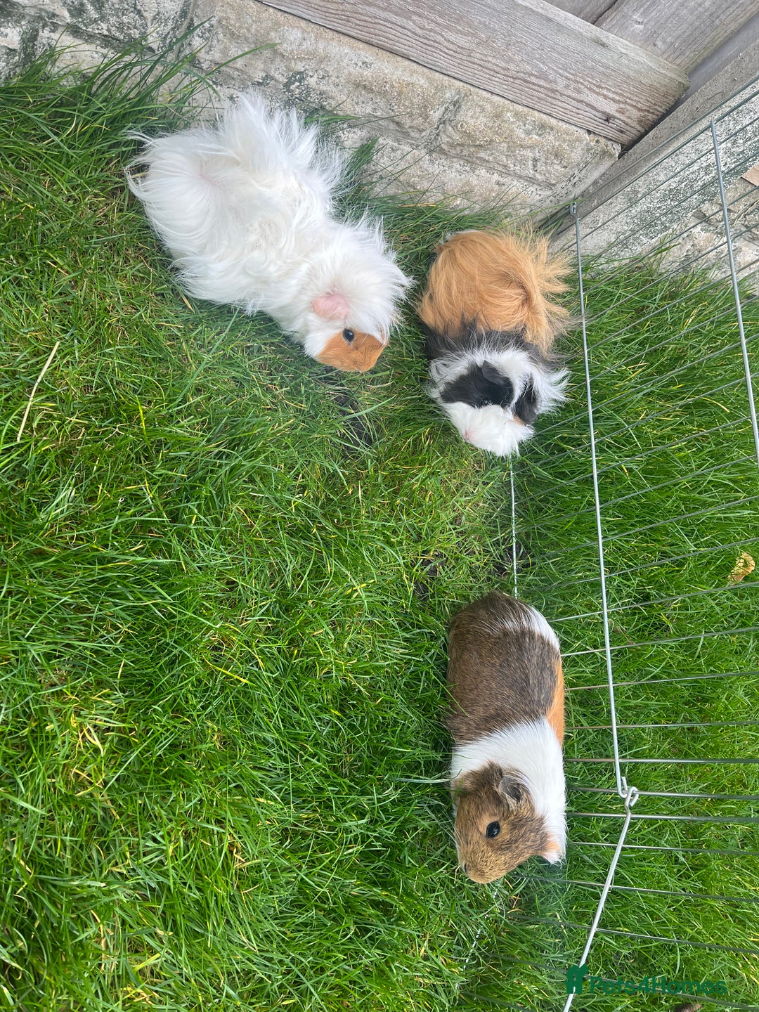 Guinea Pig rodents for sale: 3 bonded girl guinea pigs for sale - Image 1