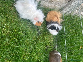Guinea Pig rodents - Advert 1