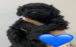 Labradoodle dogs for sale: F1bb labradoodle puppies black curly coat 🧬 clear - Image 9
