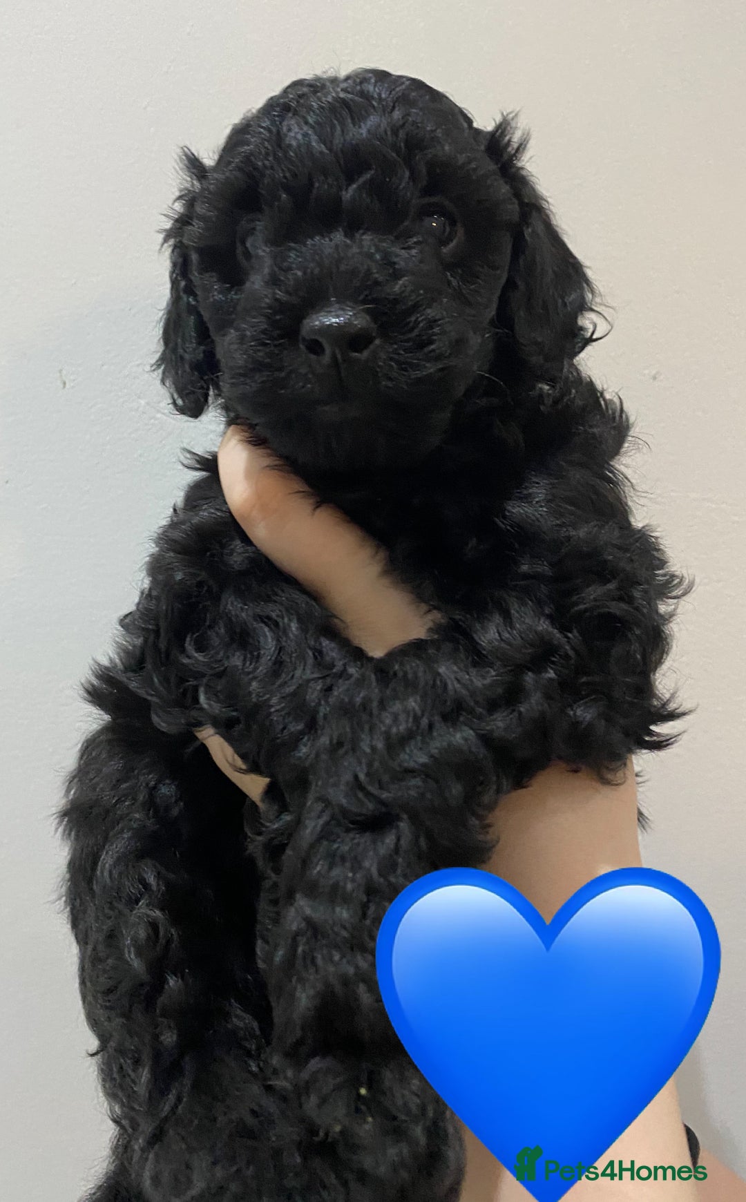 Labradoodle dogs for sale: F1bb labradoodle puppies black curly coat 🧬 clear - Image 9
