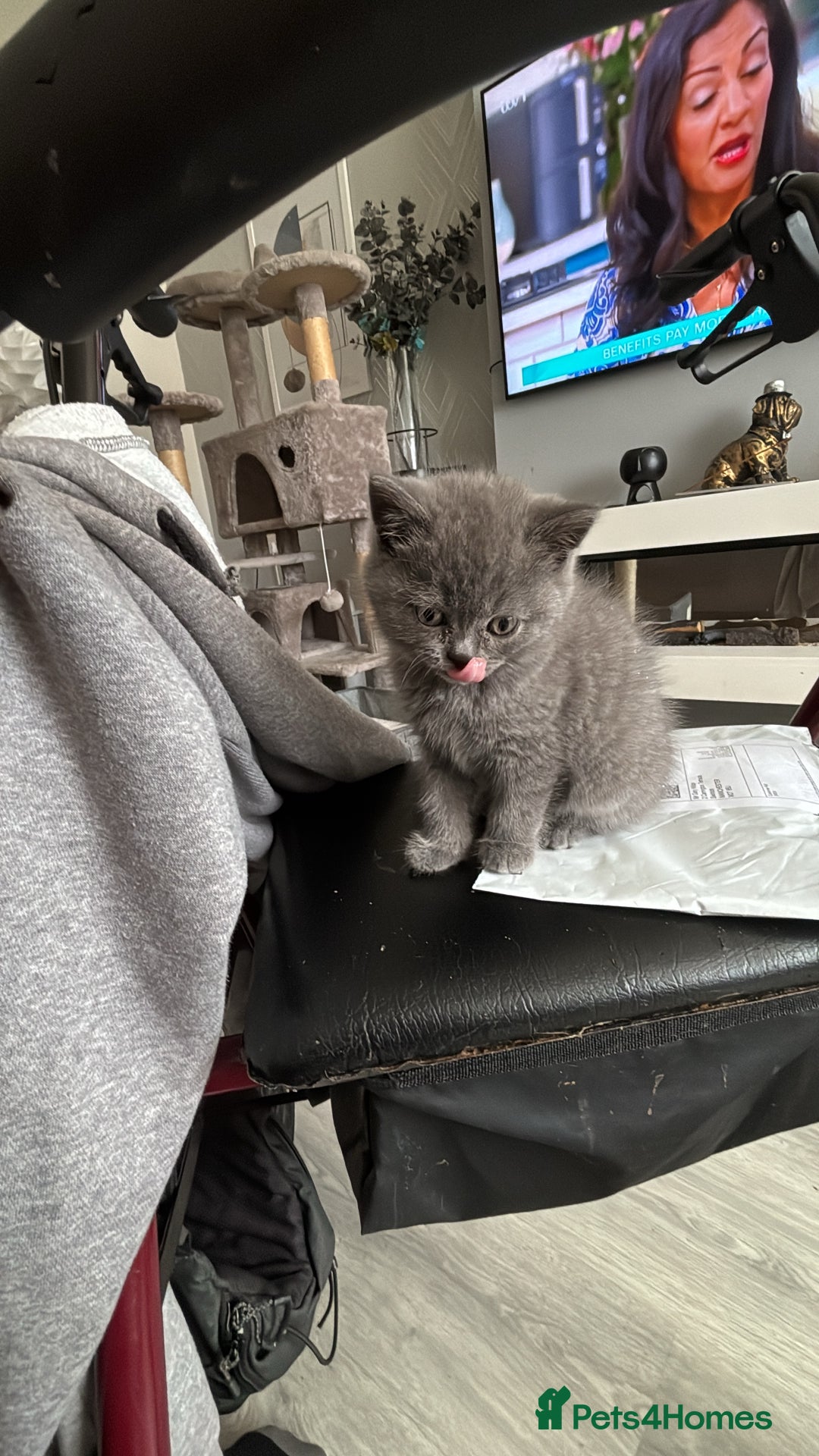 British Shorthair cats for sale: Active champion bloodline BSH kittens GCCF reg in Manchester - Image 8