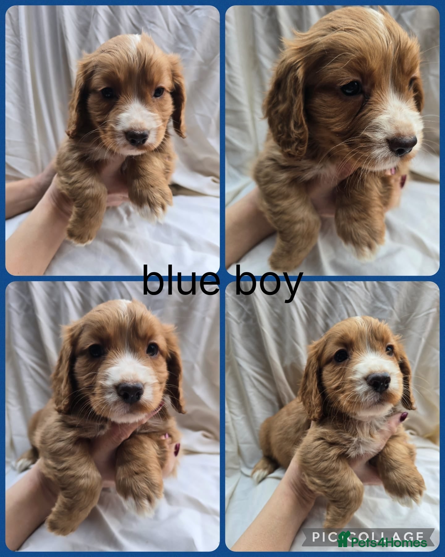 Cocker Spaniel dogs Top kc working cocker spaniels - Advert 5