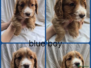 Cocker Spaniel dogs Top kc working cocker spaniels - Advert 5