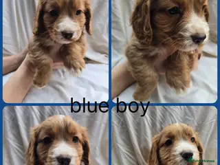 Cocker Spaniel dogs Top kc working cocker spaniels - Advert 1