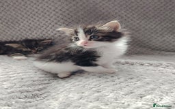 Norwegian Forest Cat cats for sale: Norwegian Forest kittens  - Image 12