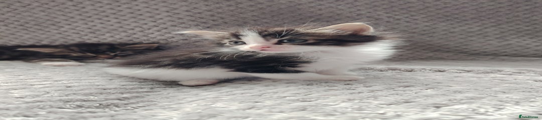 Norwegian Forest Cat Kitten 3