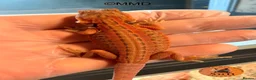 Bearded Dragon reptiles for sale: G stripe Baby Bearded Dragons available - Advert 6