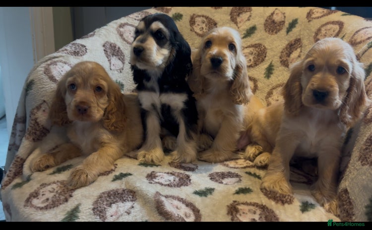 Cocker Spaniel dogs - Advert 7