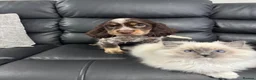 Cocker Spaniel dogs for sale: Male tri colour cocker spaniel 8 weeks old  in Ipswich - Advert 2