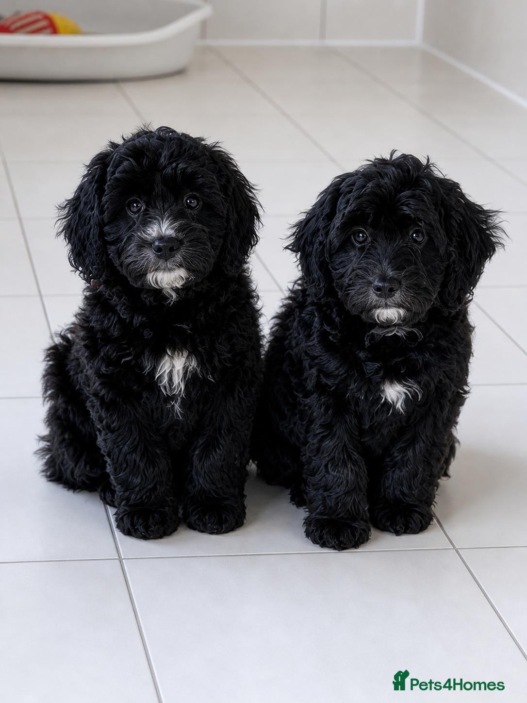 Cockapoo dogs READY NOW 2 girls waiting for their forever homes - Advert 5
