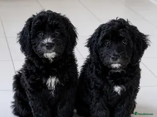 Cockapoo dogs READY NOW 2 girls waiting for their forever homes - Advert 5