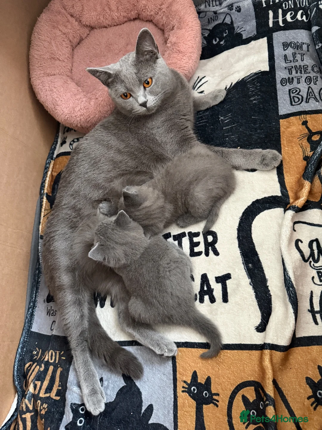 British Shorthair cats for sale: Beautiful Blue British shorthair kittens  - Advert 2