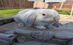 Mini Lop rabbits for sale: Mini lops baby rabbits for sale  - Image 15