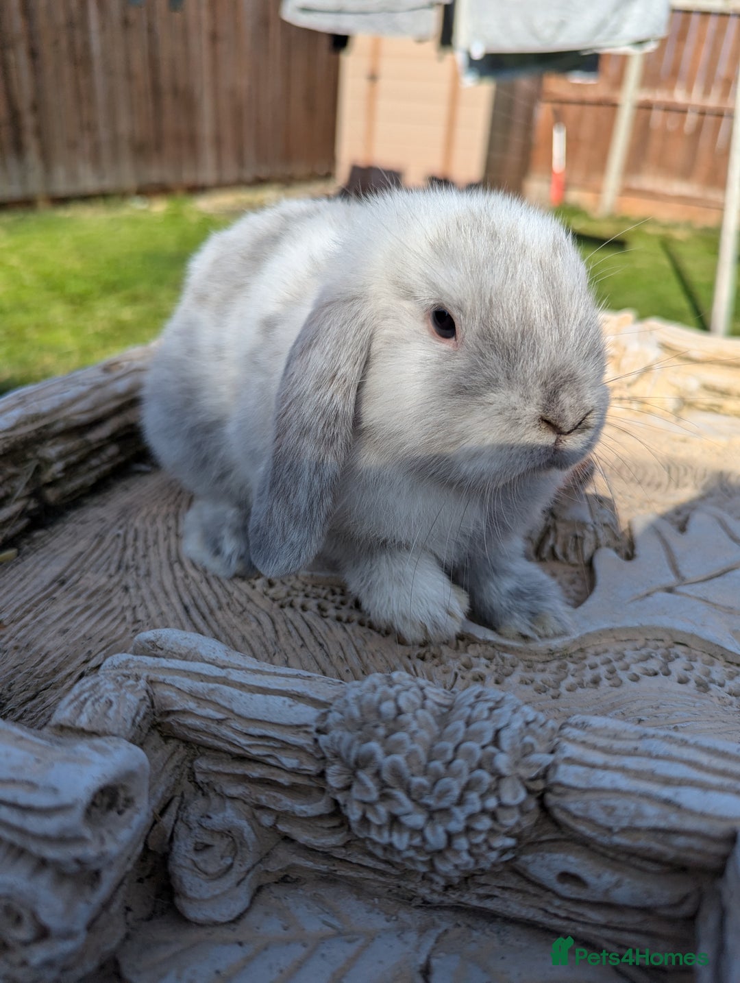 Mini Lop rabbits for sale: Mini lops baby rabbits for sale  - Image 15