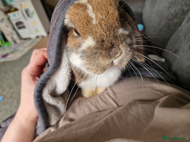 Dwarf Lop rabbits - Advert 5