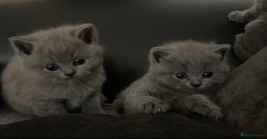 British Shorthair cats - Advert 1