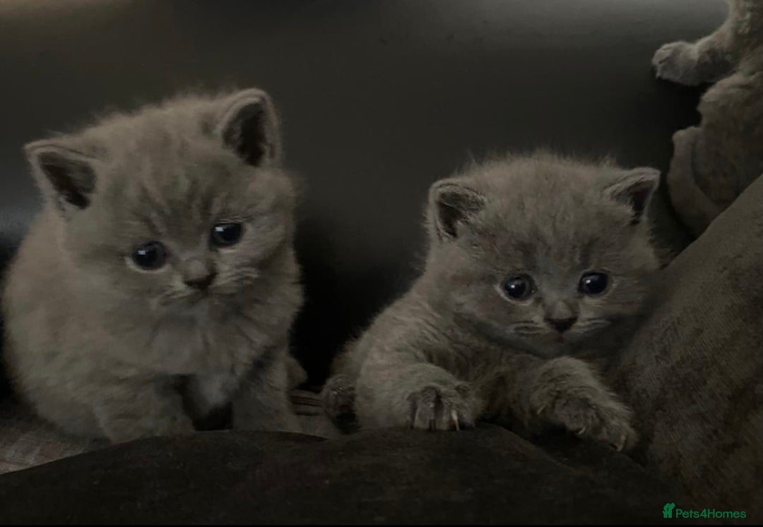 British Shorthair cats for sale: Full pedigree GCCF BSH kittens  - Image 2