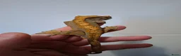 Gecko reptiles for sale: 3 crested geckos for sale  - Advert 16
