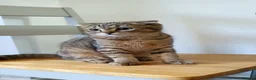 Scottish Fold cats for sale: Scottish fold tabby gold boy  - Advert 4