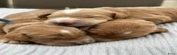 Goldendoodle dogs for sale: WAITING LIST OPEN - AUSSIE DOODLES  - Advert 11