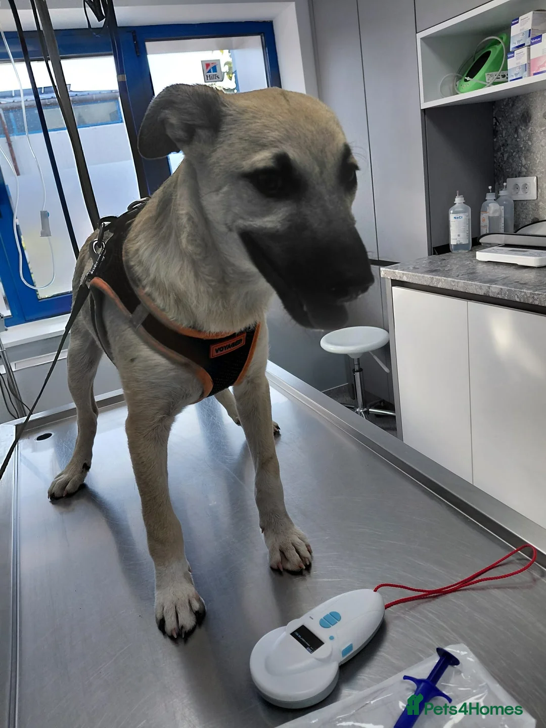 Mixed Breed dogs for adoption: OZZY, a Lovely Puppy Boy - for a Loving Home - Advert 2