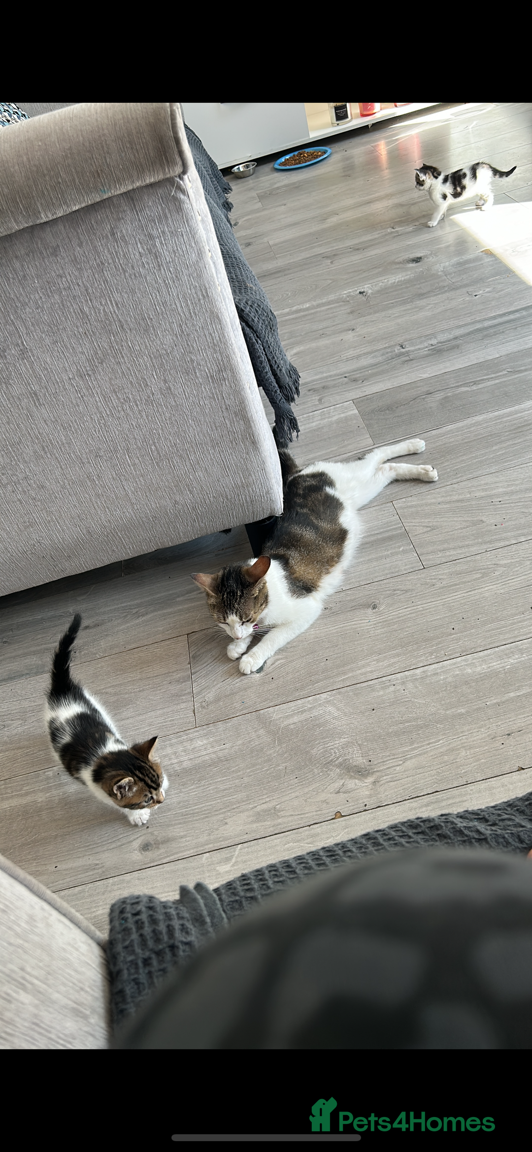 Mixed Breed cats for sale: Tabby and white kittens  - Image 5