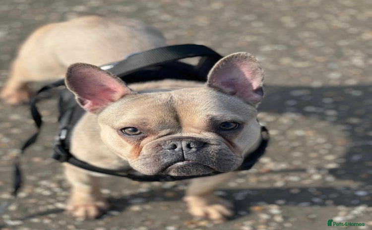 French Bulldog dogs - Advert 1