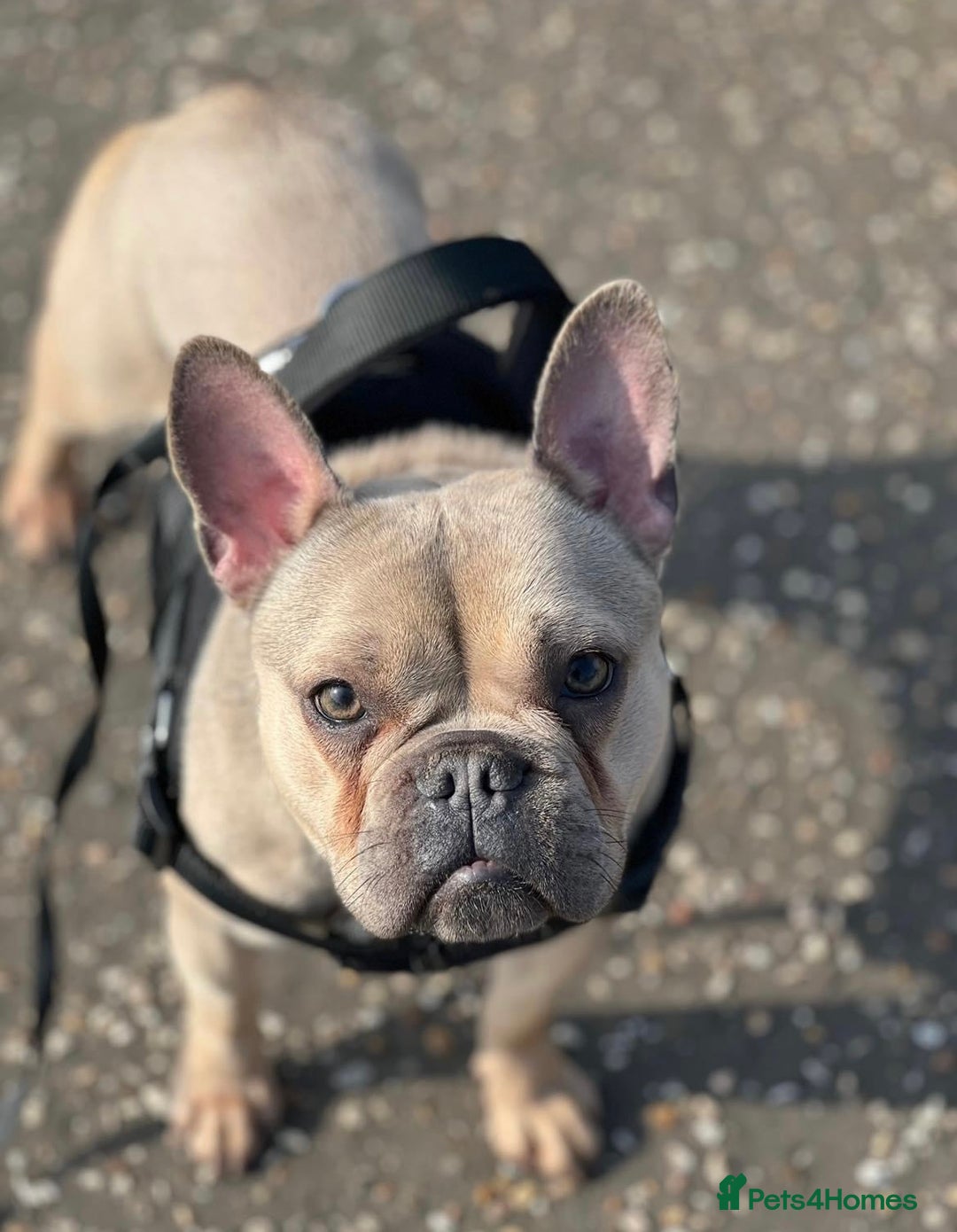 French Bulldog dogs for sale: Frenchie Narla  - Image 1