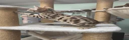 Bengal cats for sale: TICA REGISTERED BROWN ROSETTED BENGAL KITTENS  - Advert 28