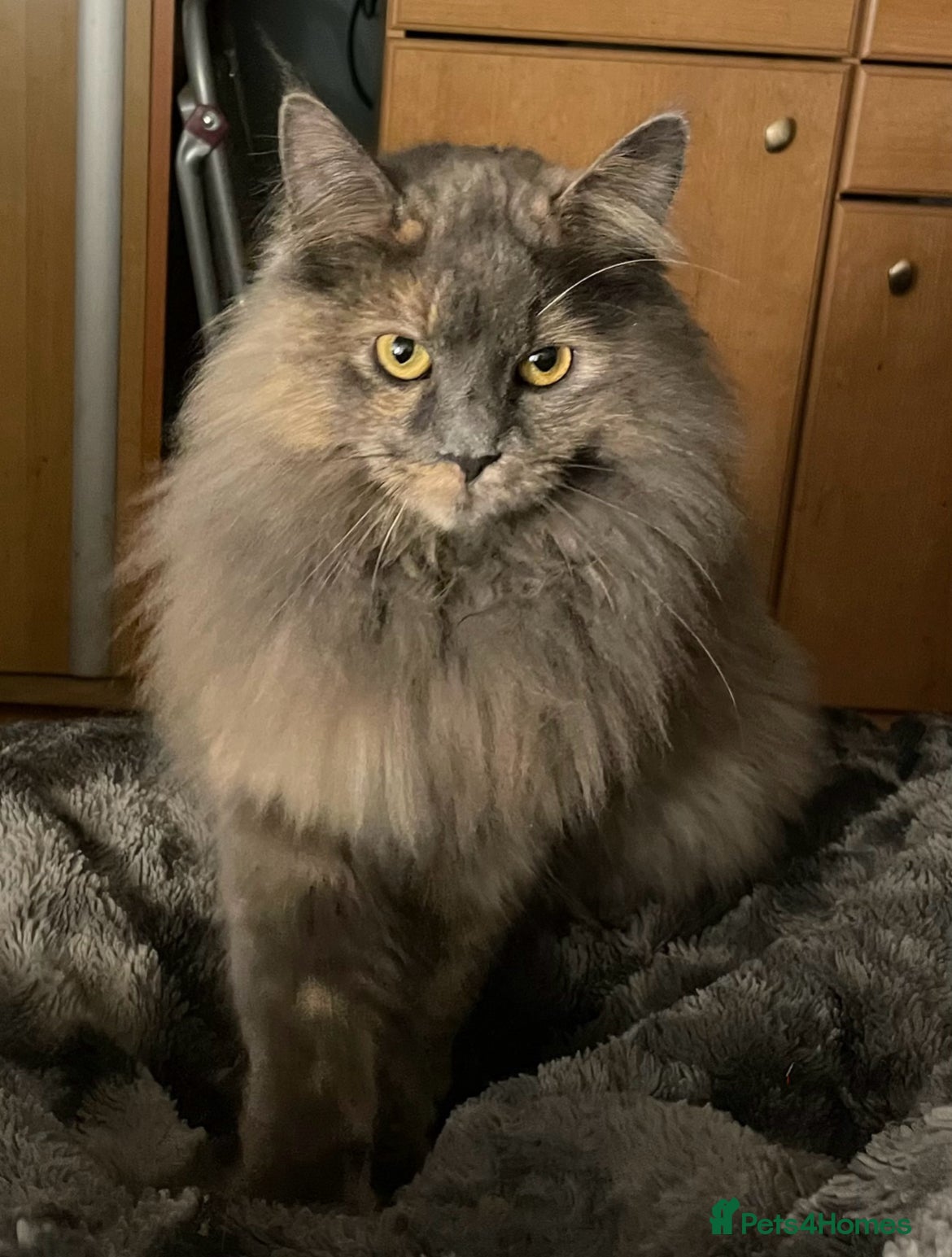 Maine Coon cats Gorgeous Maine Coon kittens - Advert 6
